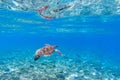 Sea turtle in blue water. Marine tortoise swims in shallow seawater.
