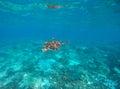 Sea turtle in blue water of tropical lagoon. Green turtle swimming underwater close photo. Royalty Free Stock Photo