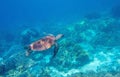 Sea turtle in blue water, underwater photo wild life. Friendly marine turtle underwater photo. Oceanic animal in wild nature Royalty Free Stock Photo