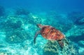 Sea turtle in blue water, underwater wild nature photo. Friendly marine turtle underwater photo. Oceanic animal Royalty Free Stock Photo