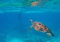 Sea turtle in blue water, underwater wild nature photo. Green turtle underwater photo. Wild marine animal in Royalty Free Stock Photo