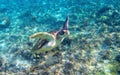 Sea turtle on sea bottom background. Aquatic animal underwater photo. Tropical island snorkeling and diving Royalty Free Stock Photo