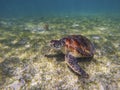 Sea turtle on sea bottom photo. Marine green sea turtle closeup. Wildlife of tropical coral reef. Sea tortoise in water Royalty Free Stock Photo