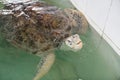 sea turtle breathing over water surface on tank at Ko Man Nai Royalty Free Stock Photo