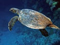 Sea Turtle (Caretta caretta)