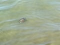 Sea turtle (caretta caretta) swimming in polluted water. The concept of pollution in the seas