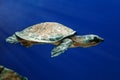 Sea turtle Carettochelys insculpta swims in blue water among algae Royalty Free Stock Photo