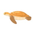 Sea Turtle Cartoon Composition