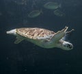 Sea turtle Chelonioidea