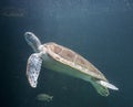 Sea turtle Chelonioidea Royalty Free Stock Photo