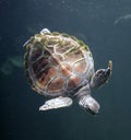 Sea turtle Chelonioidea