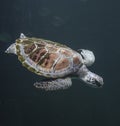 Sea turtle Chelonioidea Royalty Free Stock Photo