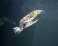 Sea turtle Chelonioidea Royalty Free Stock Photo