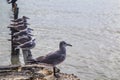 sea turtle, Chelonioidea & x28;Chelonioidea& x29; are a turtle superfamily comprising sea turtles Royalty Free Stock Photo