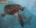 sea turtle, Chelonioidea & x28;Chelonioidea& x29; are a turtle superfamily comprising sea turtles Royalty Free Stock Photo