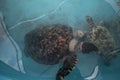 sea turtle, Chelonioidea & x28;Chelonioidea& x29; are a turtle superfamily comprising sea turtles