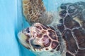 sea turtle, Chelonioidea & x28;Chelonioidea& x29; are a turtle superfamily comprising sea turtles Royalty Free Stock Photo