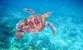 Sea turtle in clear blue sea water. Green sea turtle closeup. Wildlife of tropical coral reef. Royalty Free Stock Photo