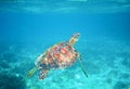 Sea turtle in clear blue sea water. Green sea turtle closeup. Wildlife of tropical coral reef. Royalty Free Stock Photo