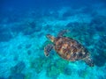 Sea turtle in clear seawater above sand seabottom. Tropical sea nature of exotic island. Royalty Free Stock Photo