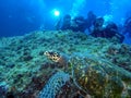 Sea Turtle close to group of scuba divers Royalty Free Stock Photo
