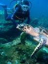 Sea Turtle close to scuba diver Royalty Free Stock Photo