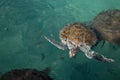 Sea turtle close up front head and flippers at surface of water Royalty Free Stock Photo