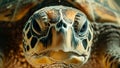 Sea Turtle Close Up A Glimpse into the World of Marine Life Royalty Free Stock Photo