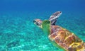 Sea turtle closeup in blue water. Aquatic animal underwater photo. Tropical island snorkeling and diving banner template Royalty Free Stock Photo