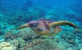 Sea turtle closeup in coral reef. Green turtle underwater photo. Oceanic animal in wild nature