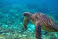 Sea turtle closeup. Endangered marine turtle underwater photo. Oceanic animal in wild nature Royalty Free Stock Photo