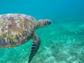 Sea turtle closeup in tropical seashore. Marine wildlife underwater photo. Snorkeling with sea turtle. Royalty Free Stock Photo