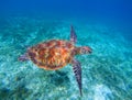 Sea turtle closeup in sea water. Green sea turtle closeup. Wildlife of tropical coral reef. Royalty Free Stock Photo