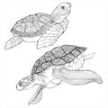 Sea Turtle Coloring Book. Hand drawing coloring book for children and adults