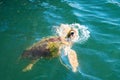 Sea Turtle, coming up to the top for food