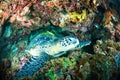 Sea turtle on coral bunaken sulawesi indonesia mydas chelonia underwater Royalty Free Stock Photo