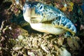 Sea turtle on coral bunaken sulawesi indonesia mydas chelonia underwater Royalty Free Stock Photo