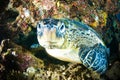 Sea turtle on coral bunaken sulawesi indonesia mydas chelonia underwater Royalty Free Stock Photo