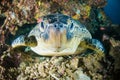 Sea turtle on coral bunaken sulawesi indonesia mydas chelonia underwater Royalty Free Stock Photo