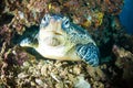 Sea turtle on coral bunaken sulawesi indonesia mydas chelonia underwater Royalty Free Stock Photo