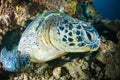 Sea turtle on coral bunaken sulawesi indonesia mydas chelonia underwater Royalty Free Stock Photo