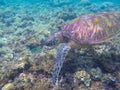 Sea turtle and coral fish. Exotic marine turtle underwater photo. Oceanic animal in wild nature. Summer vacation Royalty Free Stock Photo