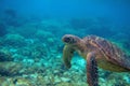 Sea turtle in coral landscape. Exotic marine turtle underwater photo. Oceanic animal in wild nature Royalty Free Stock Photo