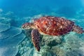 Sea turtle on the coral reef Royalty Free Stock Photo