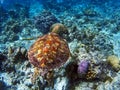 Sea turtle coral reef Royalty Free Stock Photo