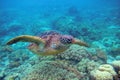 Sea turtle in coral reef. Exotic marine turtle underwater photo. Oceanic animal in wild nature. Summer vacation activity Royalty Free Stock Photo