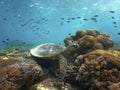 A sea turtle from the coral reef near Gili Meno Royalty Free Stock Photo