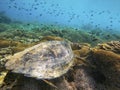 A sea turtle from the coral reef near Gili Meno Royalty Free Stock Photo