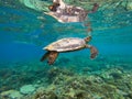 A sea turtle from the coral reef near Gili Meno Royalty Free Stock Photo