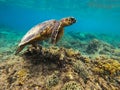 A sea turtle from the coral reef near Gili Meno Royalty Free Stock Photo